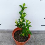 Vtáčí zob vajcolistý (Ligustrum Ovalifolium) - výška 30-50 cm, kont. C2L